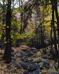 Trees growing in forest