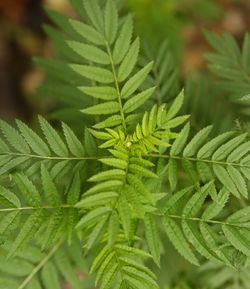 Close-up of green leaves