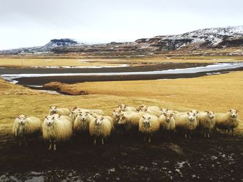 Flock of sheep grazing on landscape during winter