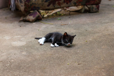 High angle view of cat relaxing on footpath