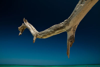 Low angle view of lizard on tree against sky