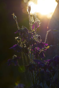 Close-up of flowers against blurred background