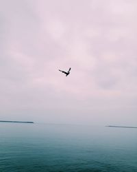 Bird flying over sea against sky