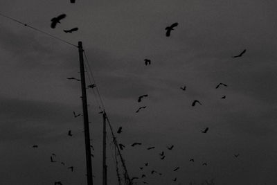 Low angle view of birds flying in sky