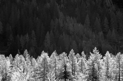 Trees in forest