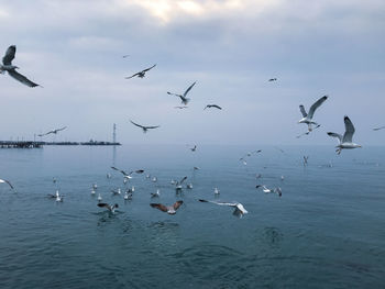 Flock of seagulls flying over sea