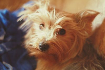 Close-up portrait of dog at home