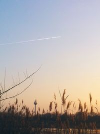 Silhouette plants against sky during sunset