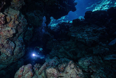 View of coral in sea