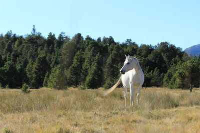 View of a horse on field