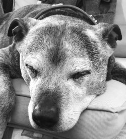 Close-up portrait of dog resting at home