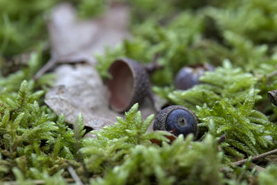 Close-up of snail on moss