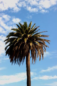 Low angle view of palm trees