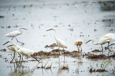 Flock of seagulls on beach