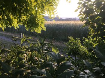 Plants growing on field