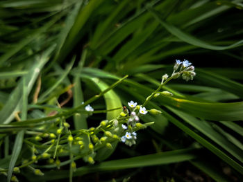 Close-up of fresh green plant