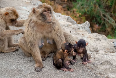 Monkeys sitting with a monkey