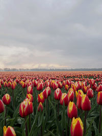 Tulips in field against cloudy sky