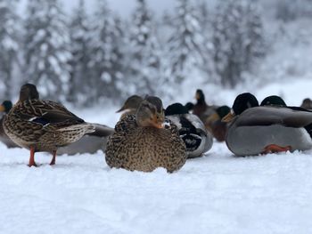 Flock of birds on snow covered land