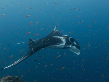 Fish swimming in sea