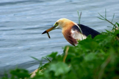 Side view of a bird in water