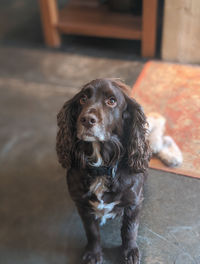 Portrait of dog sitting indoors