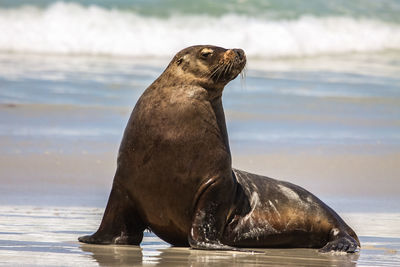 Australian sea lion on the beach