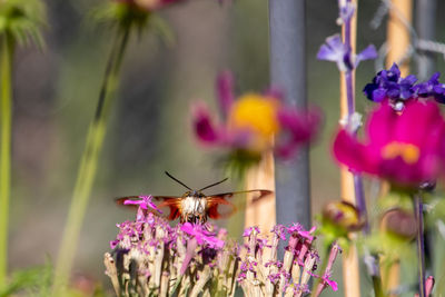 Hummingbird moth on pink flower head on