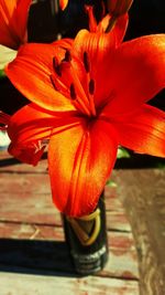 Close-up of orange flower