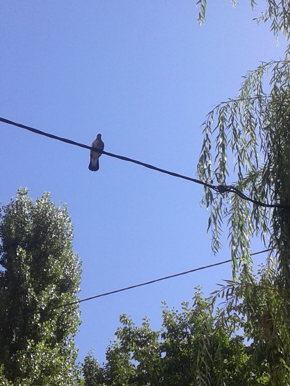 LOW ANGLE VIEW OF BIRD ON CABLE AGAINST SKY