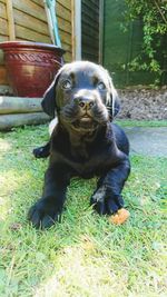 Portrait of puppy in backyard