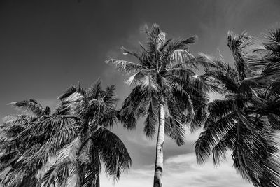 Low angle view of palm trees against sky