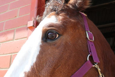Close-up of horse in stable