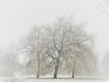 Bare trees against clear sky