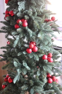 Close-up of christmas tree