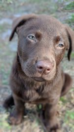 Close-up portrait of dog on field