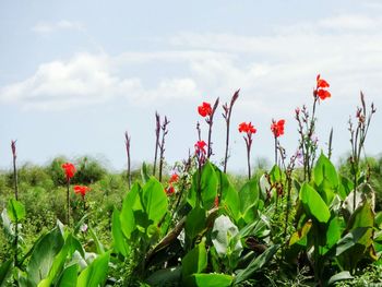 Full frame shot of red flowers blooming in field