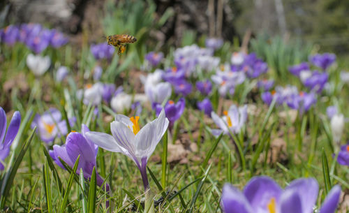 Close-up of purple crocus flowers blooming on field