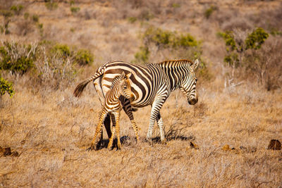 Zebra and calf on field