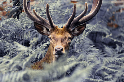 Portrait of deer in a forest