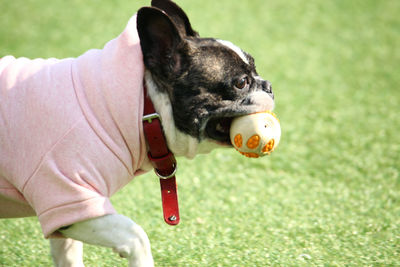 Dog holding ball in mouth