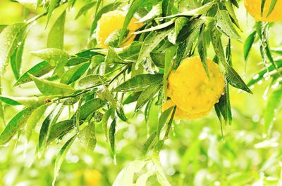 Close-up of fruits hanging on tree