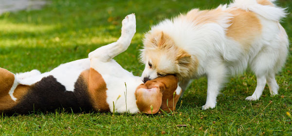 View of a dog on field