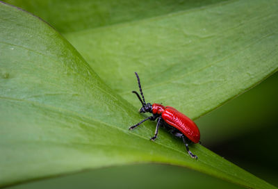 Close-up of insect on plant