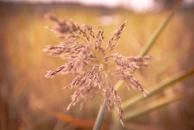 Close-up of wilted flower growing in field