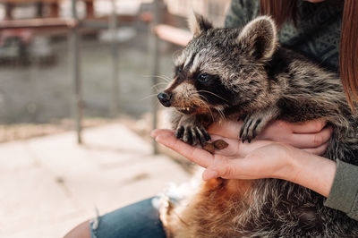 The raccoon sits in the girl's arms. girl feeds the animal from her hands. 