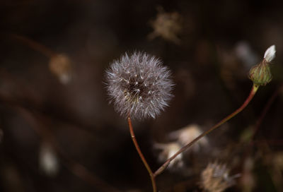 Close-up of wilted dandelion flower