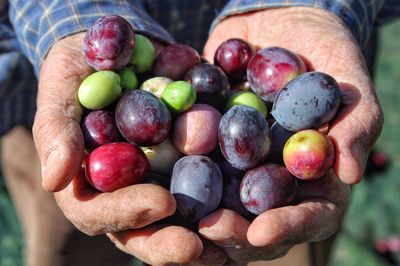 Close-up of hand holding strawberries