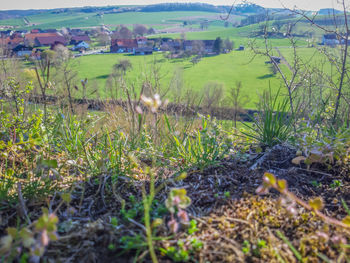 Plants growing on land