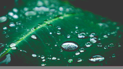 Close-up of water drops on leaf